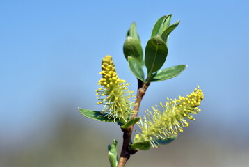 Gelbe Weidenkätzchen im Frühling