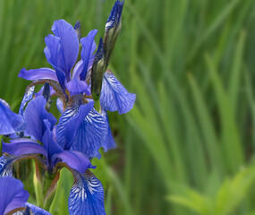 Purple blue iris flowers are blooming in the garden. Close-up blue and purple flowers in the garden. Green natural background