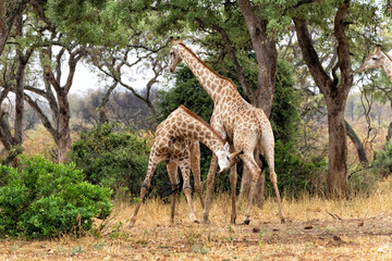 Giraffe males fighting in Kruger National Park in South Africa           