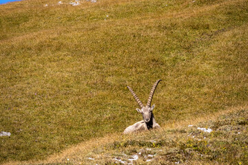Mountain goat on an alpine meadow in the Hochschwab region in Styria, Austria. Alps in Europe....