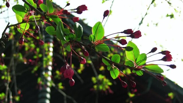 妙本寺　祖師堂　つぼみの花海棠