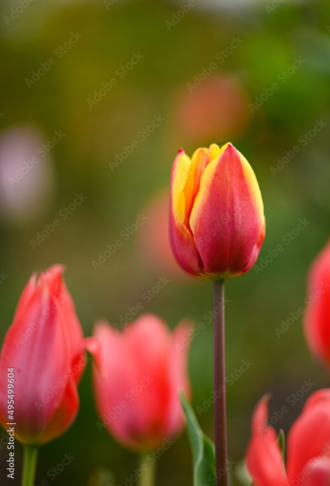 Sticker Beautiful close-up of a tulip