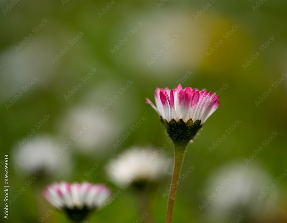 Sticker Beautiful close-up of a daisy