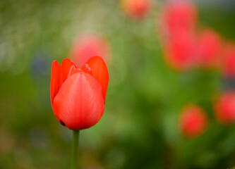 Obraz premium Beautiful close-up of a tulip