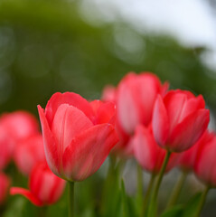 Beautiful close-up of a tulip