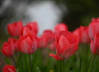 Beautiful close-up of a tulip