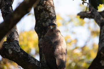 Crested serpent eagle sitting on a tree branch