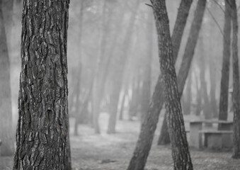 Niebla, bosque en blanco y negro