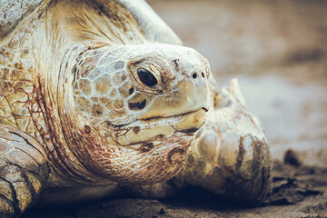 Obraz premium Green sea turtle chelonia mydas with tracker entering the ocean form a beach in daytime