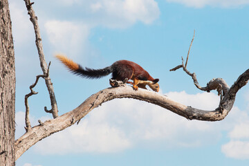 Indian giant squirrel on a tree branch