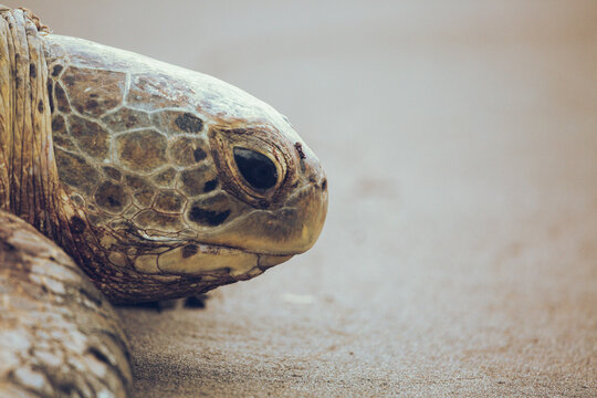 Green sea turtle chelonia mydas with tracker entering the ocean form a beach in daytime
