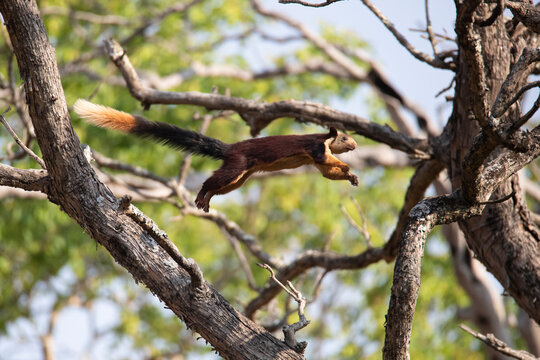 Indian giant squirrel jumping from one tree to another