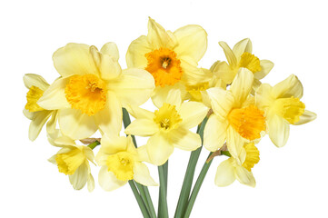 bouqut of yellow lent lilyl (daffodil) isated on white background.