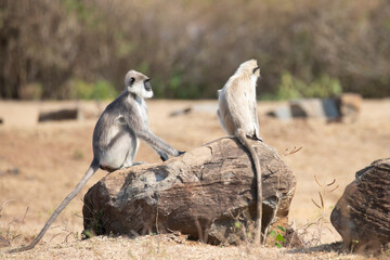 Gray langurs or Hanuman langurs or Hanuman monkeys sitting on a rock