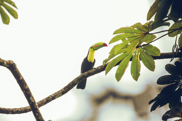 Keel Billed Toucan perched in the jungle © John