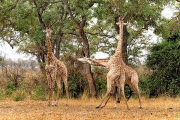 Naklejka na ściany i meble Giraffe males fighting in Kruger National Park in South Africa 