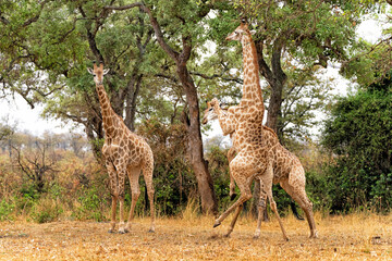 Giraffe males fighting in Kruger National Park in South Africa           