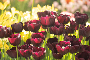 An abundance of tulip flowers in a flower bed. Dark red tulips with fringed petals. Beautiful...