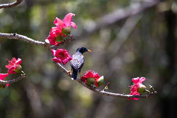 Jungle myna perched in a tree branch with flowers
