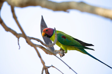 Plum-headed parrot perched on a tree branch