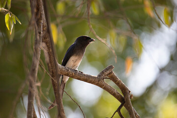 White-bellied drongo perched on a twig