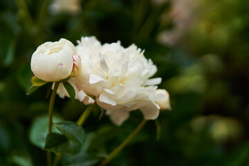 A white peony blooms on a green background of leaves. Side view with copy space. High quality photo