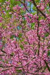Purple Spring Blossom. Cercis Canadensis or Eastern Redbud
