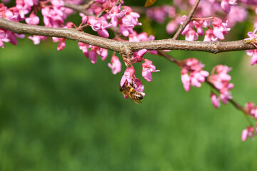 Purple Spring Blossom. Cercis Canadensis or Eastern Redbud