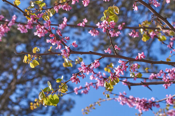 Purple Spring Blossom. Cercis Canadensis or Eastern Redbud
