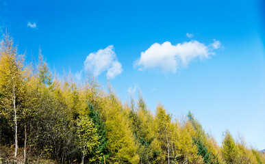 Fototapeta na wymiar Looking up on clear blue sky with yellow poplar trees