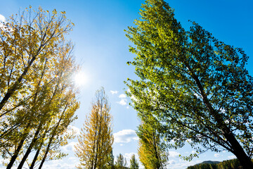 Looking up on clear blue sky with yellow poplar trees