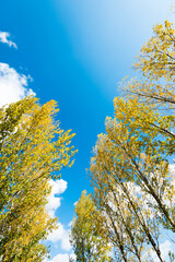 Fototapeta na wymiar Looking up on clear blue sky with yellow poplar trees