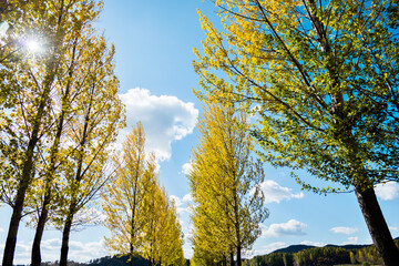 Looking up on clear blue sky with yellow poplar trees
