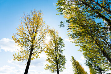 Looking up on clear blue sky with yellow poplar trees