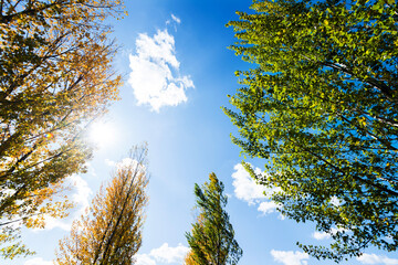 Looking up on clear blue sky with yellow poplar trees
