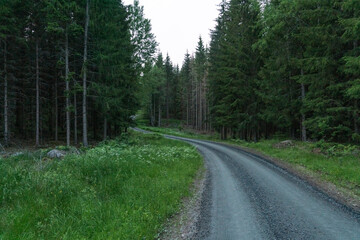 Empty country road leading through forest © Image Source RF
