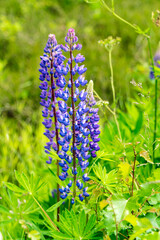 PurpleÊlupinsÊ(LupinusÊpolyphyllus)Êgrowing in meadow © Image Source RF