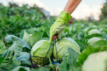 Picking cabbage in summer garden putting vegetable crop in basket. Gardener harvesting organic healthy food
