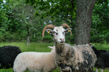Flock of sheep in field © Image Source RF