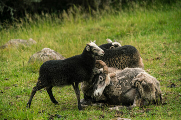 Sheep in grassy field © Image Source RF