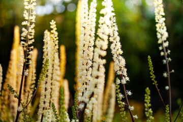 White flowers of Veronicastrum over green garden background