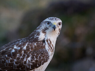 Common buzzard (Buteo buteo)