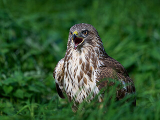 Common buzzard (Buteo buteo)