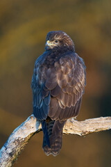 Common buzzard (Buteo buteo)