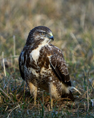 Common buzzard (Buteo buteo)