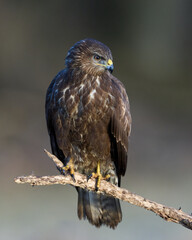 Common buzzard (Buteo buteo)