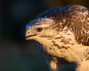 Common buzzard (Buteo buteo)