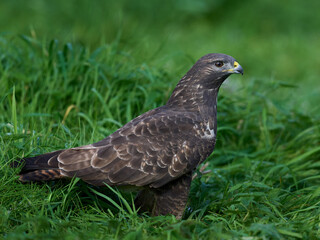 Common buzzard (Buteo buteo)
