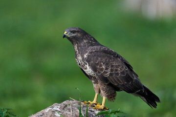 Common buzzard (Buteo buteo)