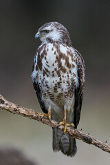 Common buzzard (Buteo buteo)